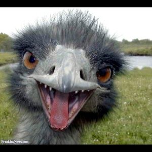 Meet your Posher, Patrick